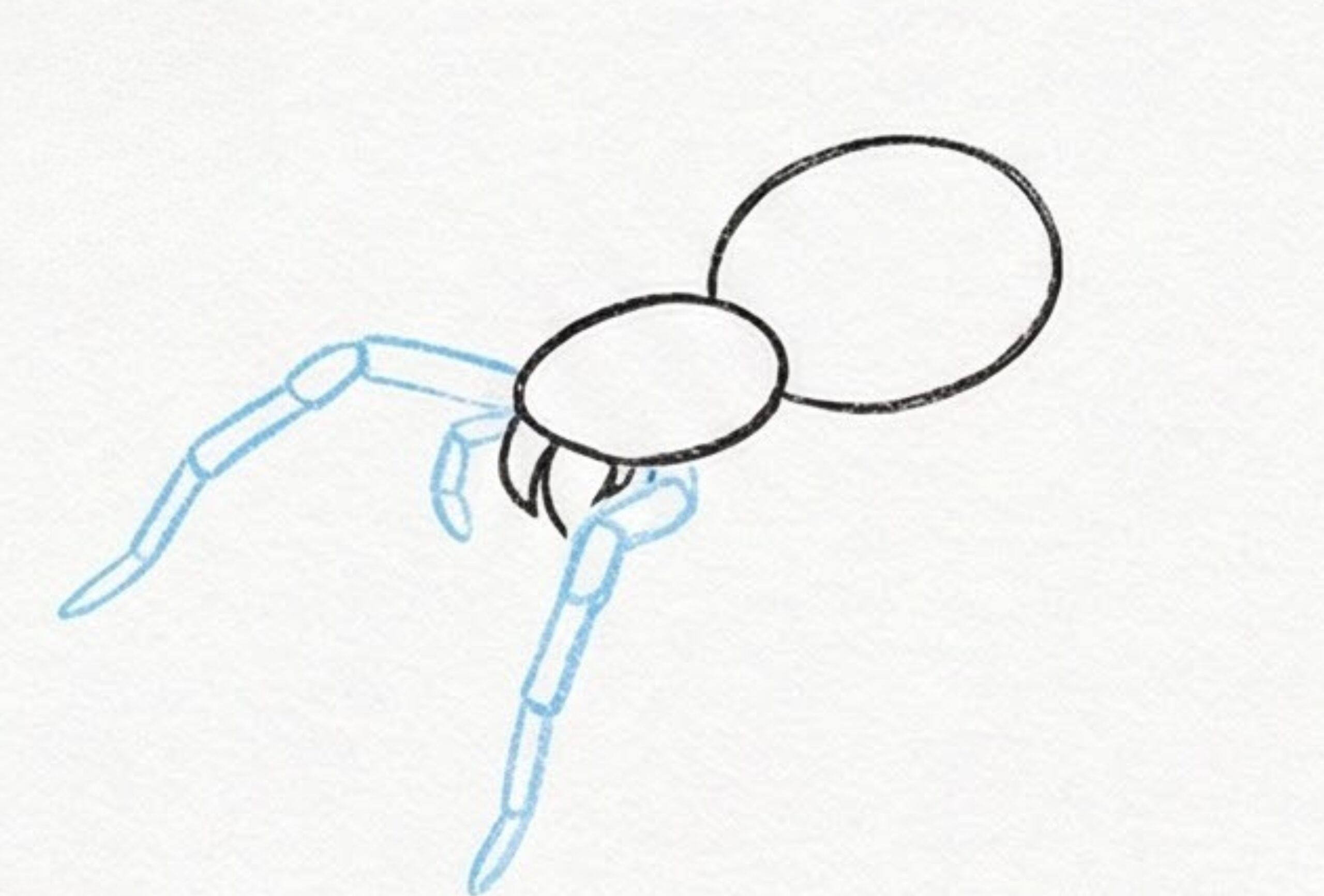 Realistic Spider Drawing Step by Step for Beginners