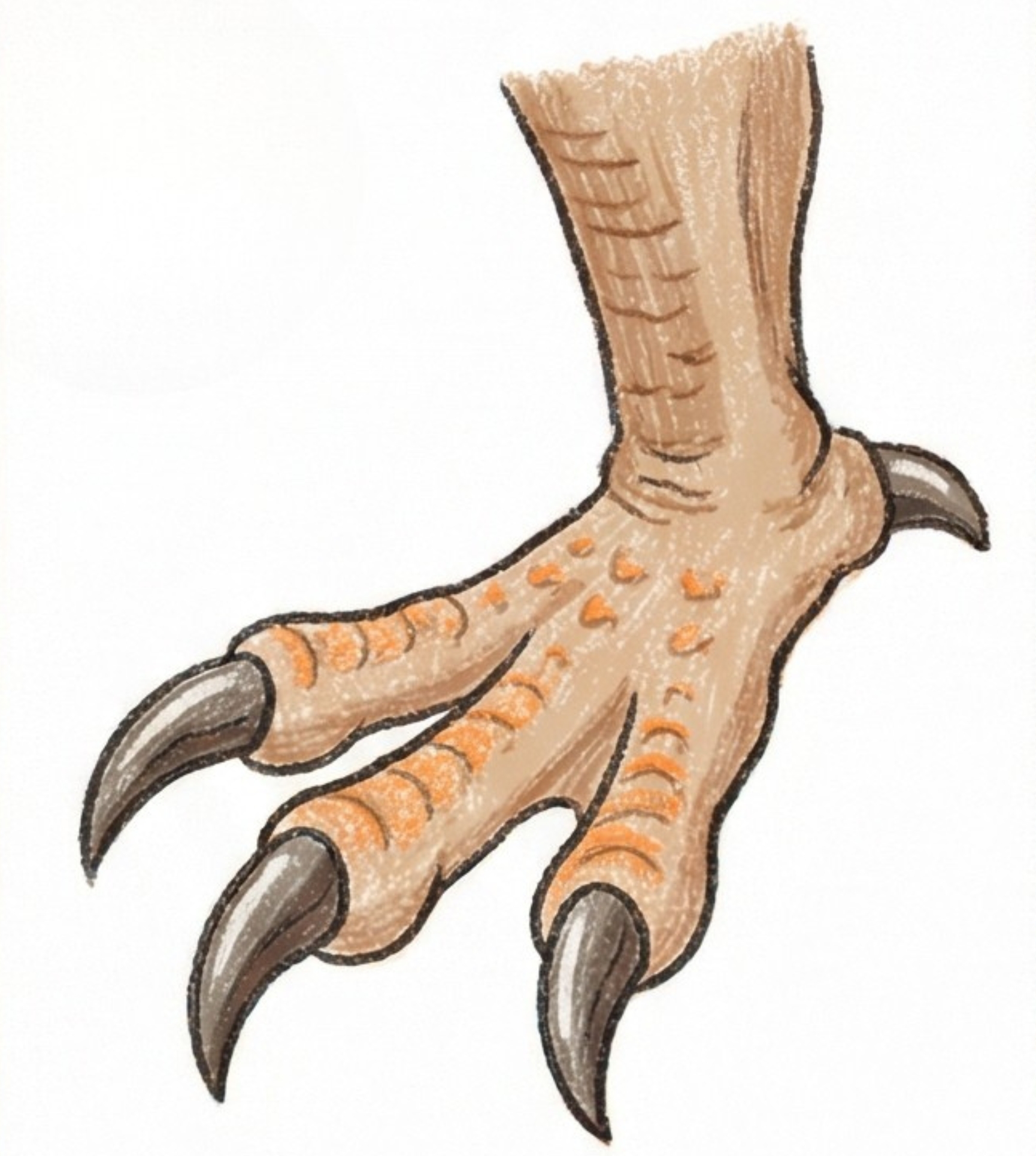 Pterodactyl Talons Drawing Lesson: Step-by-Step Prehistoric Foot Guide