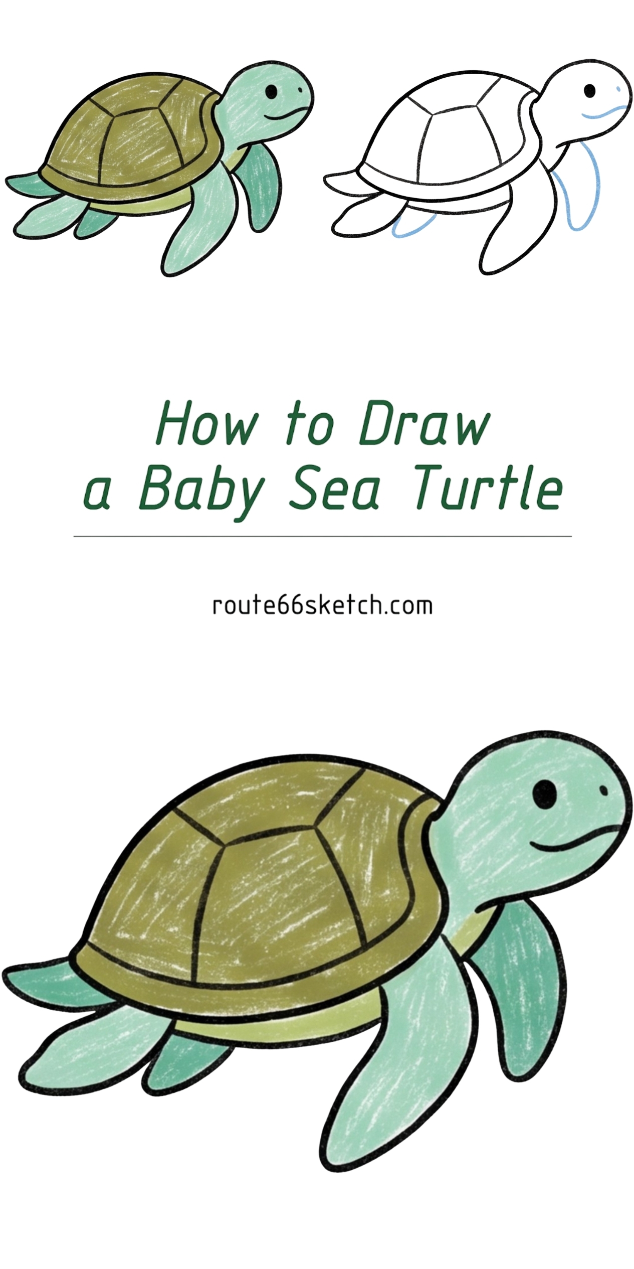 How To Draw A Baby Turtle Step By Step