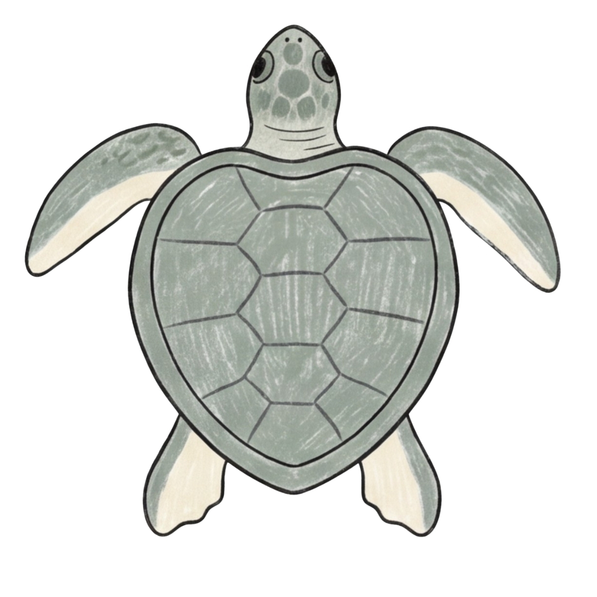 How to Draw a Kemp's Ridley Sea Turtle Step by Step